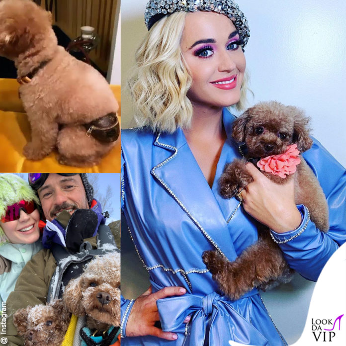 Katy Perry con il suo cagnolino Nugget